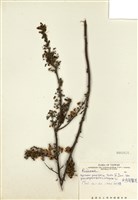 藏品(笑靨花)的圖片